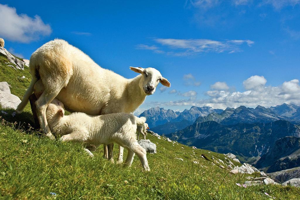 Tourist Farm Kranjc Villa Kobarid Kültér fotó